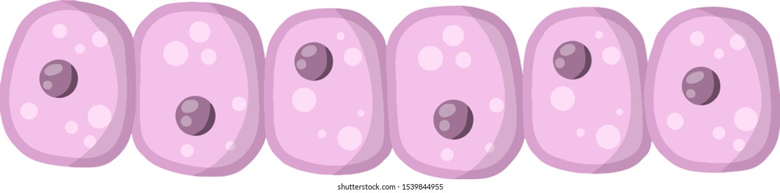 Cell of human organism. Layer of epidermis. Biology and Microbiology. Scientific material for education. Cartoon flat illustration. Skin system