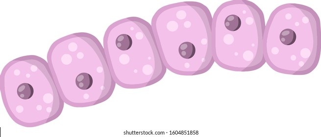 Cell of human organism. Layer of epidermis. Scientific material for education. Cartoon flat illustration. Skin system. Biology and Microbiology