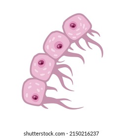 Cell of human organism. Layer of epidermis. Scientific material for education. Cartoon flat illustration. Skin system. Biology and Microbiology