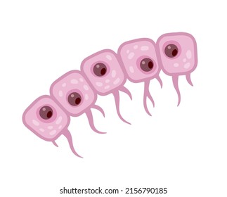 Celda del organismo humano. Capa de epidermis. Material científico para la educación. Dibujo plano de caricatura. Sistema cutáneo. Biología y microbiología