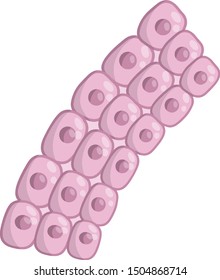 Cell of human organism. Skin system. Layer of epidermis. Biology and Microbiology. Scientific material for education. Cartoon flat illustration