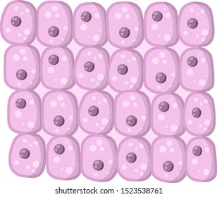 Cell of human organism. Skin system. Layer of epidermis. Scientific material for education. Cartoon flat illustration. Biology and Microbiology