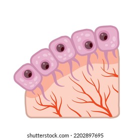 Cell Of Human Organism. Skin System. Layer Of Epidermis. Cartoon Flat Illustration. Biology And Microbiology. Scientific Material For Education