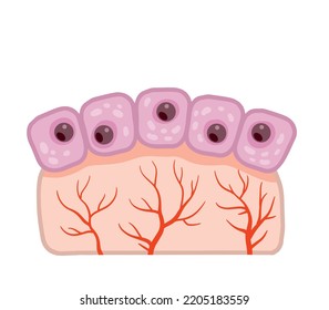 Cell of human organism. Skin system. Layer of epidermis. Cartoon flat illustration. Biology and Microbiology. Scientific material for education