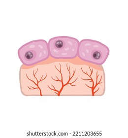 Cell Of Human Organism. Skin System. Layer Of Epidermis