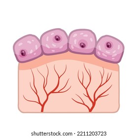 Cell Of Human Organism. Skin System. Layer Of Epidermis