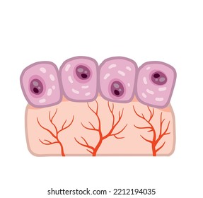 Cell Of Human Organism. Skin System. Layer Of Epidermis