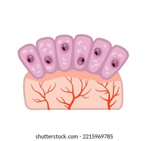 Cell of human organism. Skin system. Layer of epidermis. Cartoon flat illustration. Biology and Microbiology. Scientific material for education