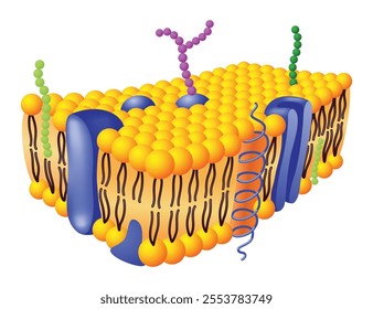 Cell membrane anatomical structure with glycoprotein, integral protein, glycolipid and cholesterol. Vector illustration
