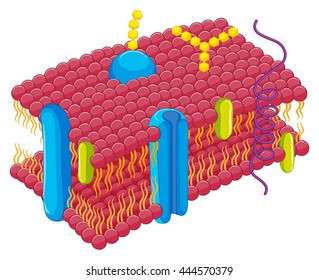 Cell membrane in closer look illustration