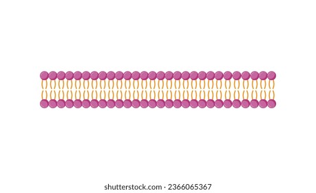 Cell membrane component. Lipid bilayer. Phospholipid Molecule Structure. Hydrophilic Head which is a polar head and Hydrophobic Tails which are hydrophobic fatty acid tails.  Vector Illustration.