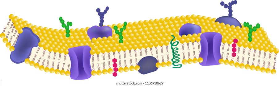 Cell membrane or cytoplasmic membrane structure