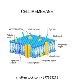 cell membrane structure download free