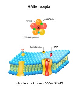 Cell membrane. GABA receptor and various sita for ligands bind. Top view of ion channel which illustrates the five combined subunits that form Cl ion channel pore.