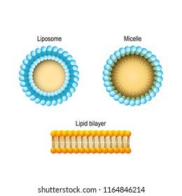Cell membrane (Lipid bilayer), Micelle, Liposome. Phospholipids aqueous solution structures. A detailed diagram models of membrane Structure. Vector illustration for biology, scientific, medical use.