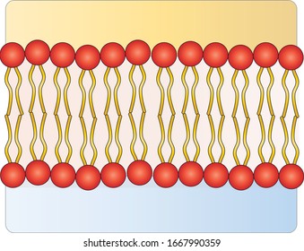 Cell Membrane Phospholipid Structure Vector