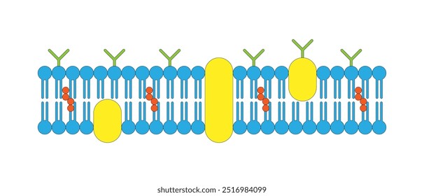 Membrana celular, Membrana plasmática, membrana citoplasmática, plasmalema