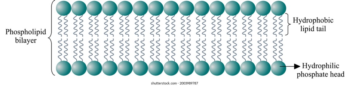 The cell membrane or plasma membrane is a thin membrane that surrounds the cells, delimiting them and separating them from the environment around it