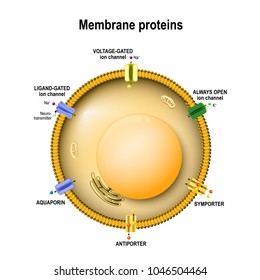 Cell with membrane proteins. Ion channels: ligand-gated, voltage-gated, antiporter, symporter, always open, and aquaporin. Neuro transmitter. Vector illustration for medical, educational, and  science