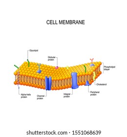 Cell membrane proteins. Phospholipid bilayers structure of cytoplasmic membrane