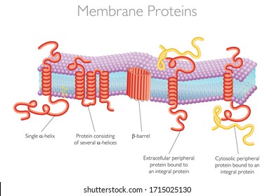 Cell Membrane Proteins - The Structure of Biological Membranes Vector Illustration