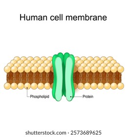 Cell membrane structure. Close-up of a plasma membrane. Anatomy of Cytoplasmic membrane. Phospholipid bilayer and protein. Plasmalemma. Vector illustration. Medical poster