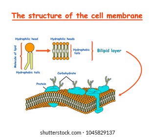 cell membrane structure diagram info graphic on white background isolated.  Education vector illustration