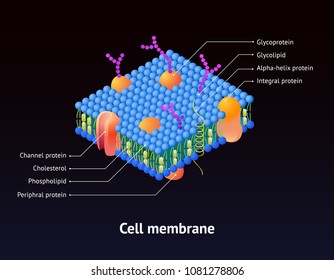 cell membrane na k 3d
