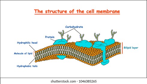 cell membrane structure on white background isolated. Education vector illustration