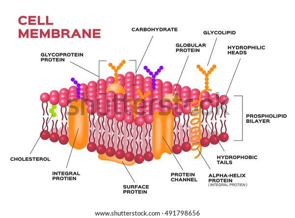 Cell membrane vector .\
anatomy