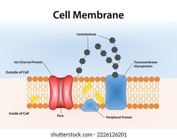 Cell membrane, vector and illustration