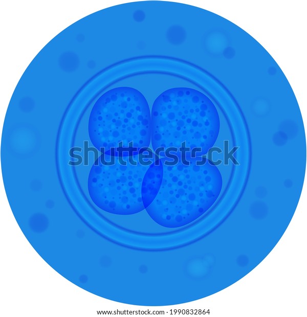 Cell
mitosis division process vector icon on
white