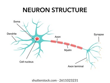 cell neurons cartoon. ai synapse, neural structure, neuron human cell neurons sign. isolated symbol vector illustration