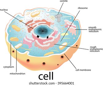 Cell, Nucleus, 
Cell, Nucleus, All elements are in separate layers color can be changed easily.     