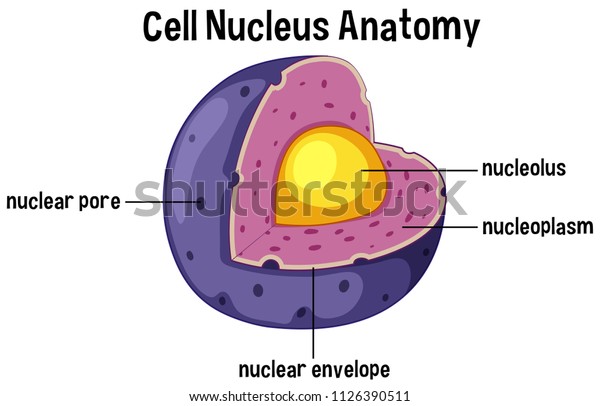 Cell nucleus anatomy
diagram illustration
