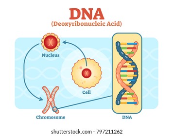 Cell - Nucleus - Chromosome - DNA, Medical vector scheme diagram illustration