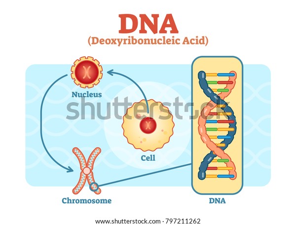 Cell - Nucleus - Chromosome - DNA, Medical\
vector scheme diagram\
illustration