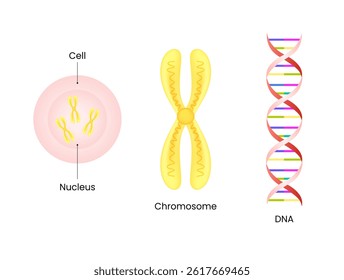 Cell, Nucleus, Chromosome, and DNA Structure