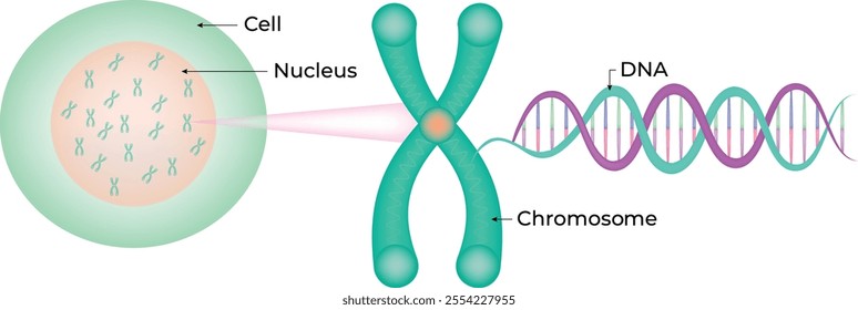 Cell Nucleus DNA Chromosome Vector Illustration