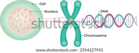 Cell Nucleus DNA Chromosome Vector Illustration