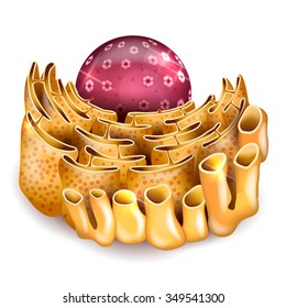 Cell Nucleus And Endoplasmic Reticulum Anatomy 