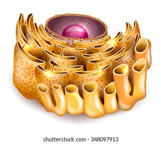 Cell Nucleus and Endoplasmic reticulum detailed anatomy on a white background