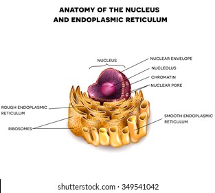 Cell Nucleus and Endoplasmic reticulum detailed anatomy with description