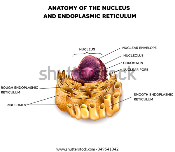 Cell Nucleus Endoplasmic Reticulum Detailed Anatomy Stock Vector ...