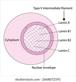 Estrutura do núcleo celular com filamentos intermédios tipo V