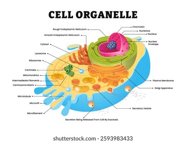 Cell organelle structure anatomy diagram poster, cell organ body, labeled endoplasmic reticulum, nucleolus, cytosol, lysosome, centrioles, vesicle, microtubule, mitochondrion,ribosome, golgi apparatus