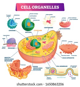 Cell organelles biological vector illustration diagram. Cross sections of nucleus, cytoplasm liquid, centresome tubes, mitochondria, golgi apparatus, membrane, endoplasmic reticulum and RNA ribosome.