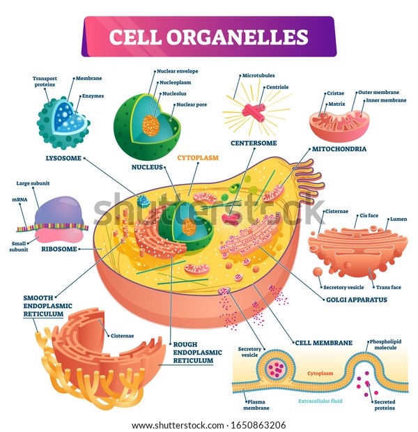 Cell organelles biological vector illustration\
diagram. Cross sections of nucleus, cytoplasm liquid, centresome\
tubes, mitochondria, golgi apparatus, membrane, endoplasmic\
reticulum and RNA\
ribosome.