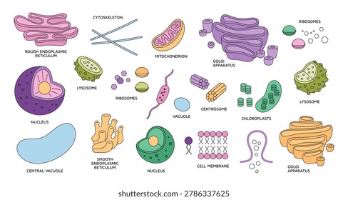 Cell organelles elements. Medical structure, biological functional unit, microscopic system, organs and tissues component, ribosomes and lysosome biology education concept, garish vector isolated set