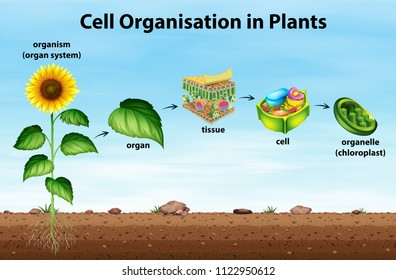 Cell organisation in plants illustration
